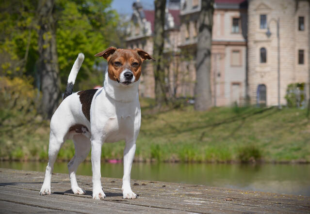 International Dog Show Moszna, 2026